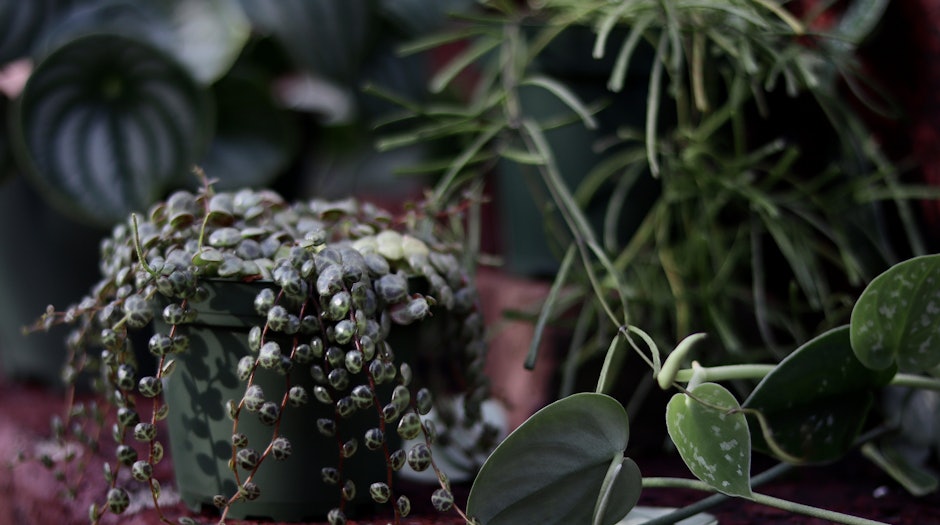 Nick Alexander's 10 Plants Everyone Should Have in Their Home