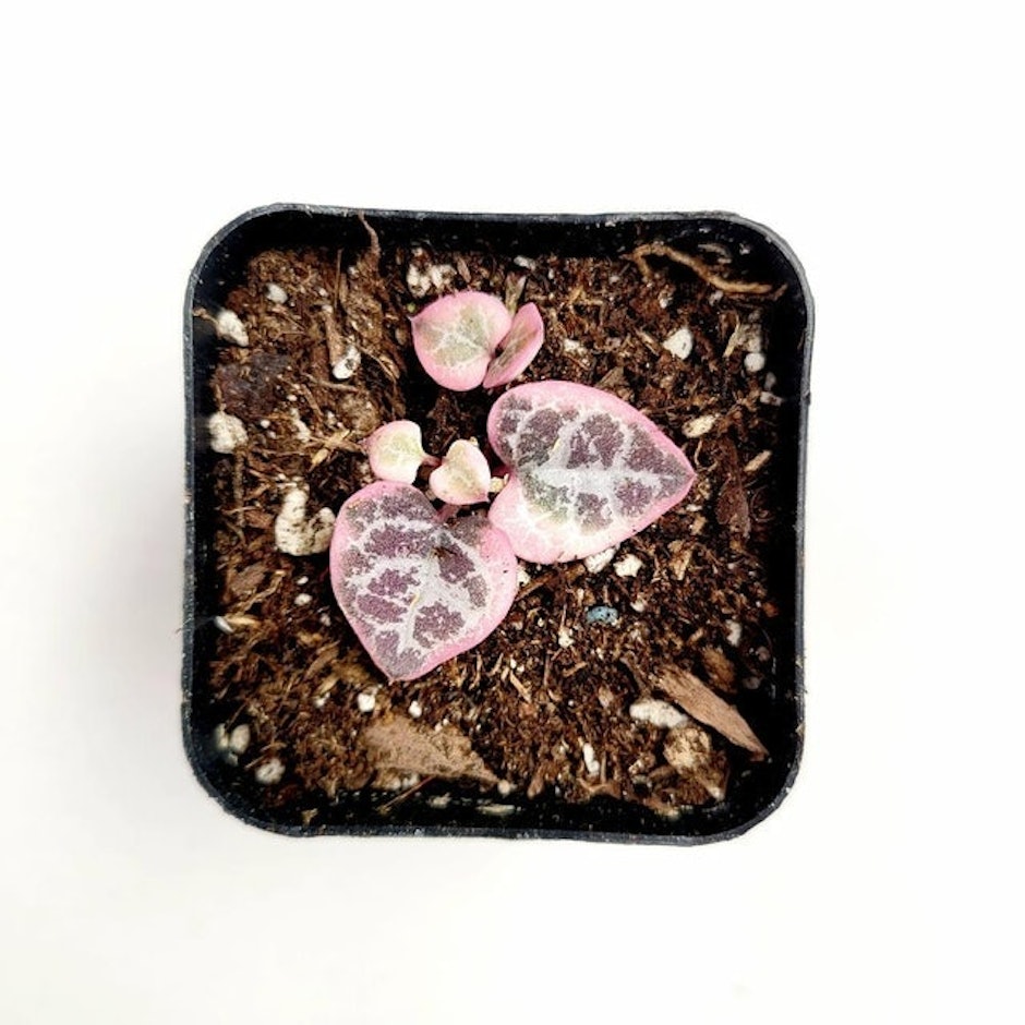 Succulents Depot Ceropegia woodii Variegated String of Hearts Image 1