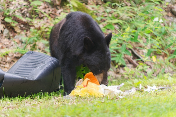 Outdoor Composting May Bring in Animal Guests