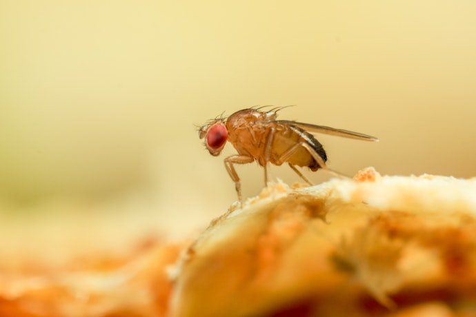 How to Identify Fruit Flies