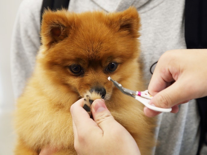 Cut One Nail a Day if Your Pet isn't Cooperating