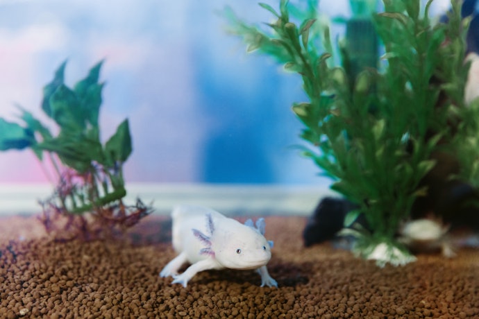 Pellets Are Easy to Feed to Your Axolotl 