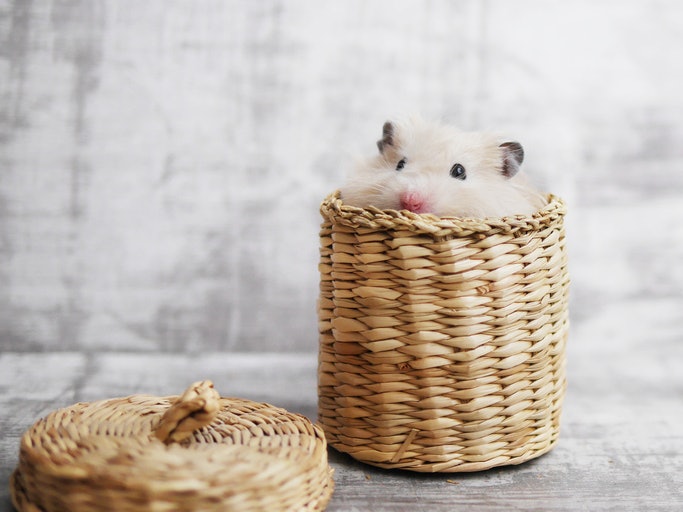 Pick the Right Sized Hideout for Your Hamster
