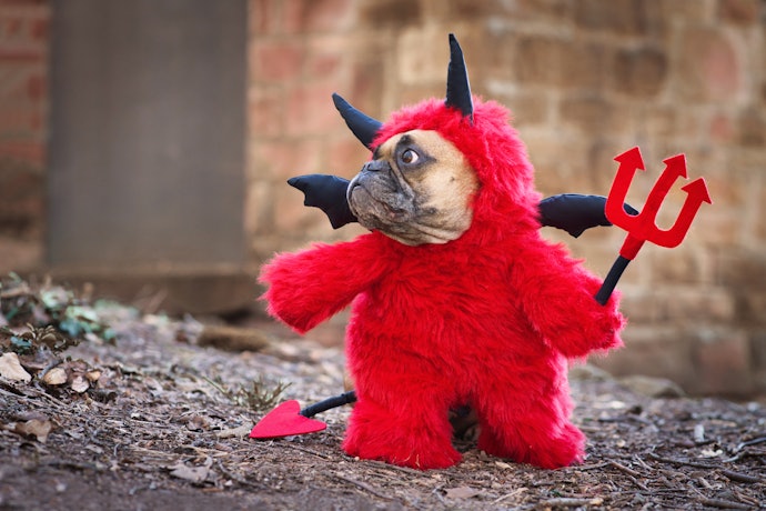 Smaller Dogs Can Handle More Complex Costumes