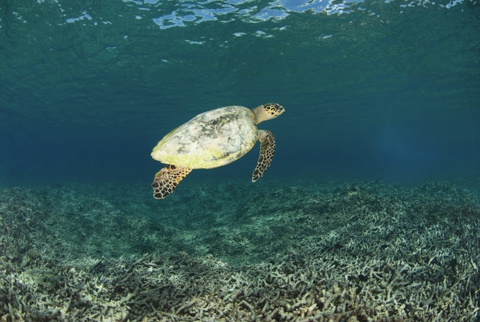 Triclosan and PABA Can Harm Marine Life