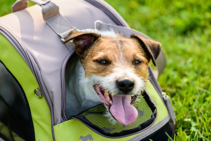 All-Encompassing Carriers Are Better for Your Dog if You're Using It Long-Term