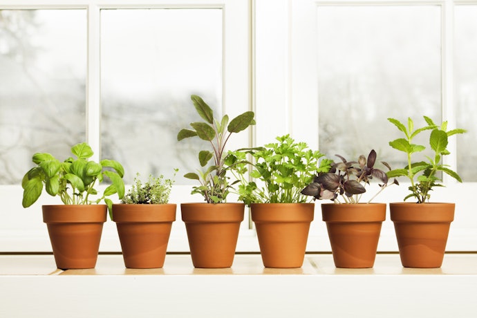 Decide Where Your Indoor Garden Will Live