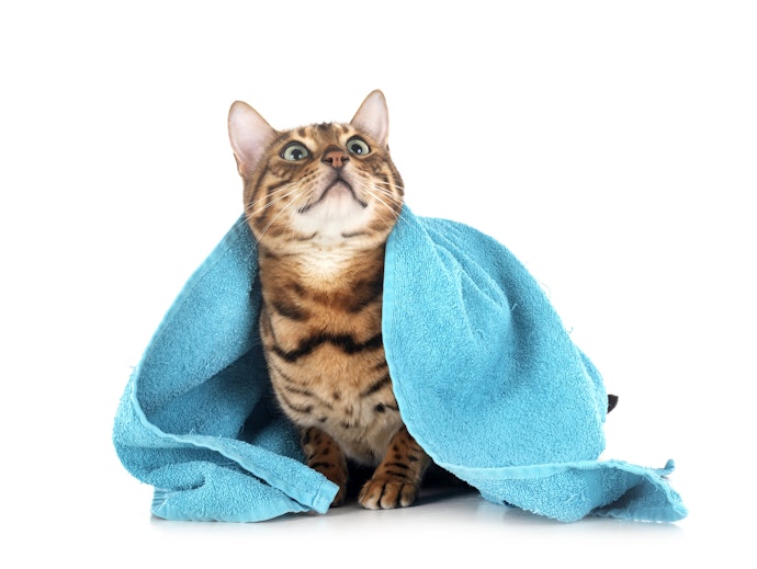 Cat Grooming or All-in-One Wipes are Versatile