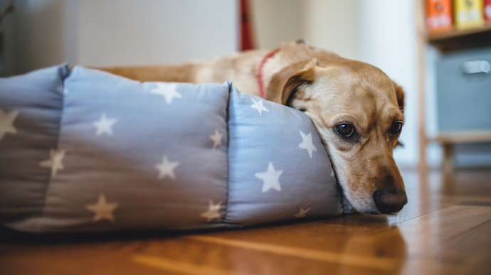 Bed Style Depends on Canine Preferences