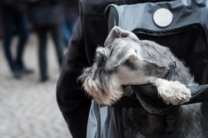 All-Encompassing Carriers Are Better for Your Dog if You're Using It Long-Term
