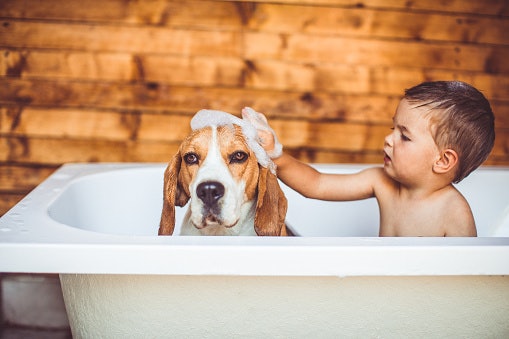 For Dogs With Oily Skin, Look for Noncomedogenic Ingredients