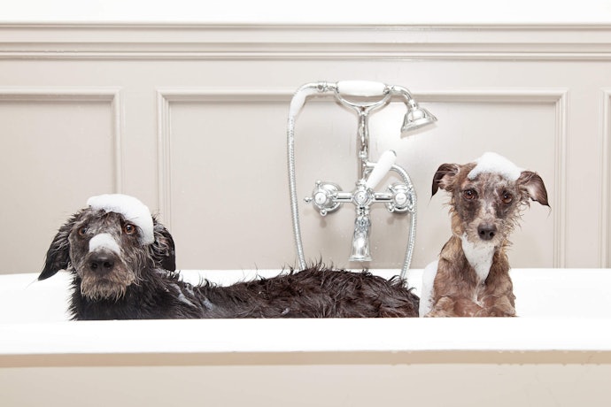 Choose a Hydrating Shampoo for Dogs With Dry Skin