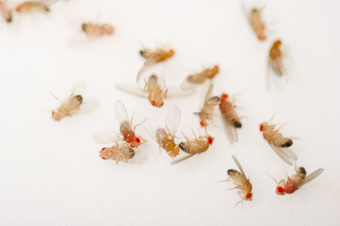 Choose a Trap That Matches the Size of Your Fruit Fly Problem