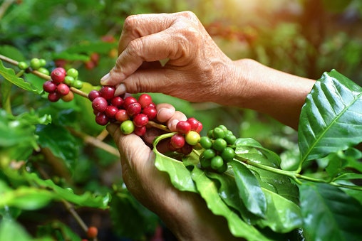 Choose Between Robusta and Arabica Beans