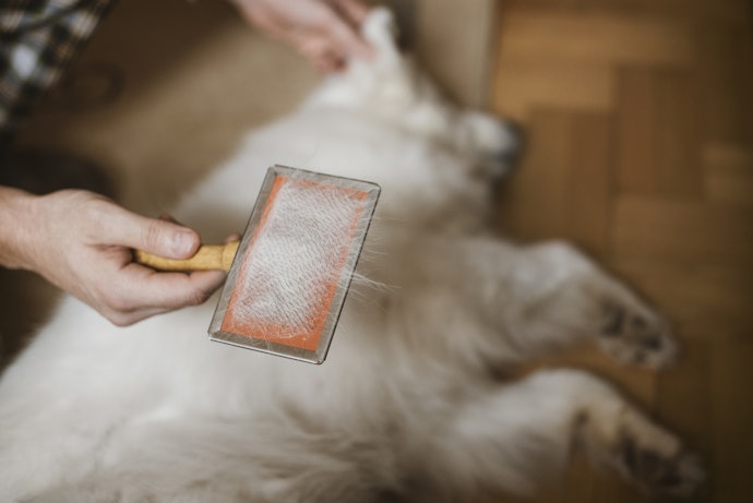 Slicker Brushes Work Best on Long and Curly-Haired Dogs