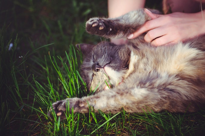 Repellent and Antiseptic Wipes Protect Your Cat Against Bugs