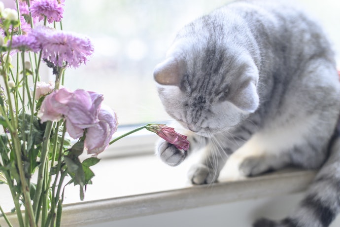 Avoid Essential Oils for Pets