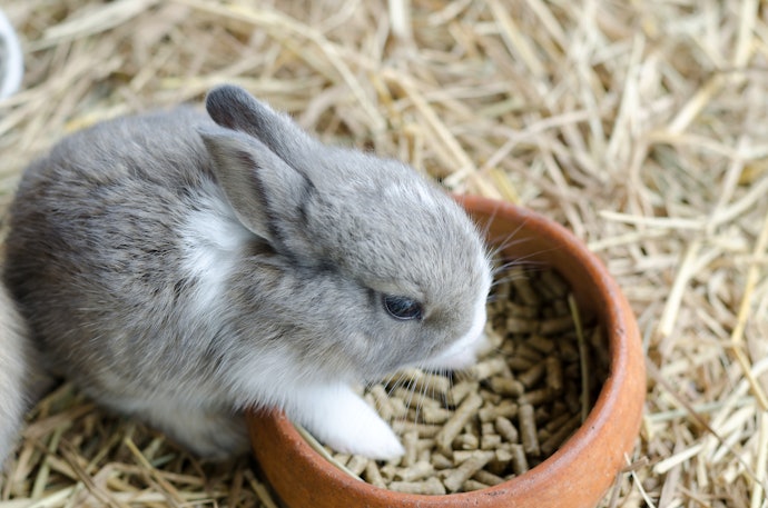 Mix in Some Baby Rabbit Pellets for Underweight Rabbits 