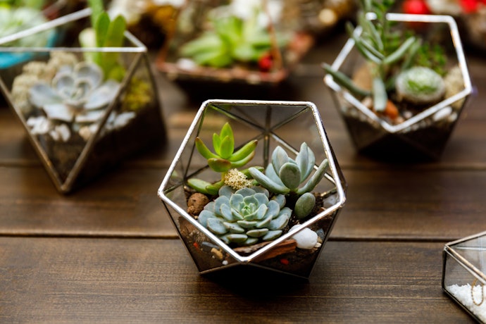 A Well-Constructed Terrarium is Key