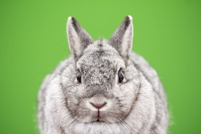 Avoid High-Protein Pellets for Overweight Rabbits