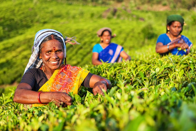 Fair-Trade Tea Support Working Conditions for Farmers 