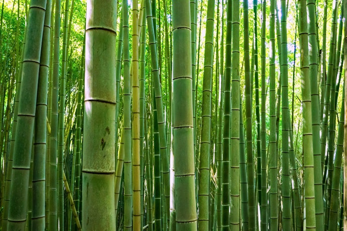 Bamboo is Anti-Microbial and Doesn't Absorb Odor
