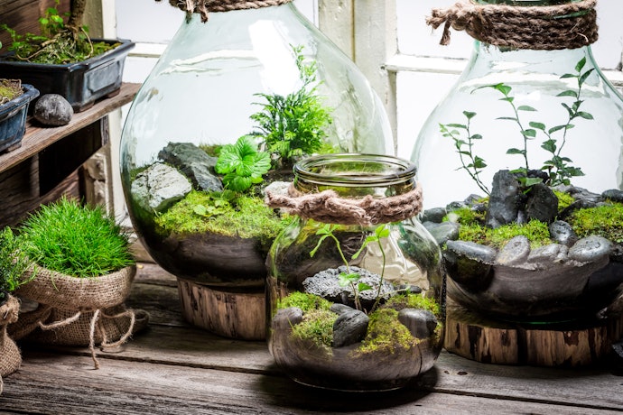 Find the Right Home for Your Terrarium