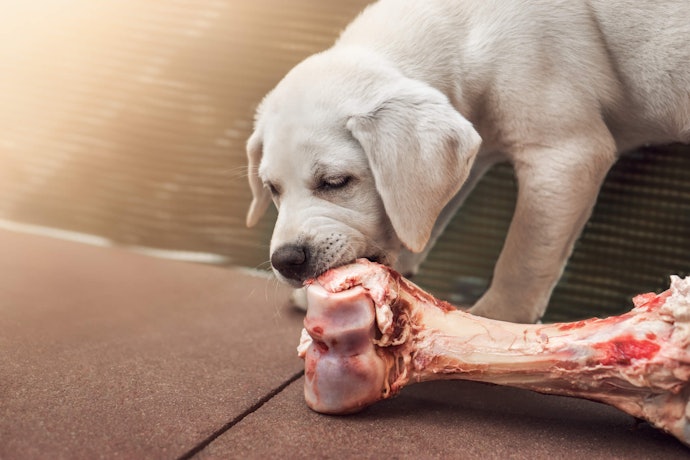 How to Give Your Dog a Bone Safely