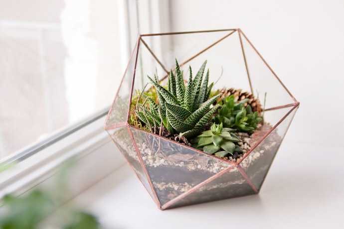 Choose the Right Plants for Your Terrarium