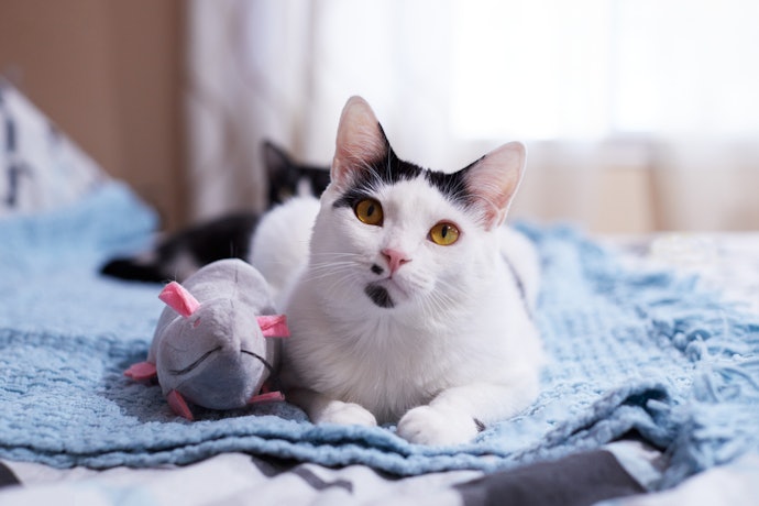 Senior Cats May Benefit from Softer Toys