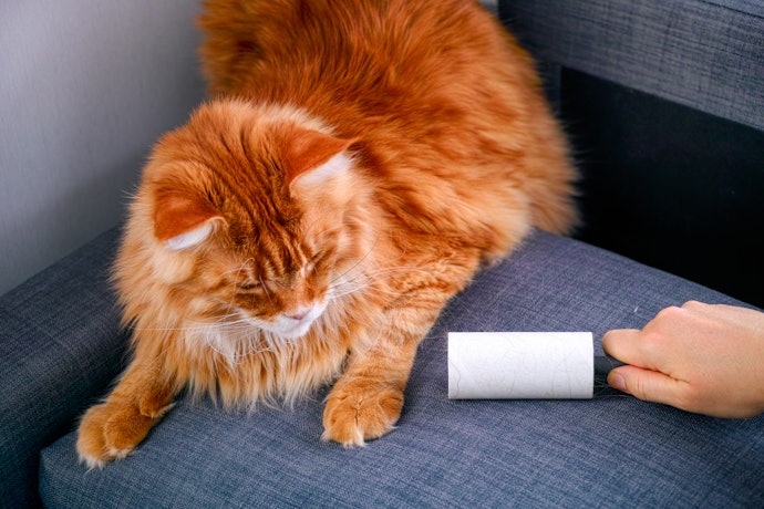 Lint Rollers and Removers for Clothes, Furniture, and Small Amounts of Fur