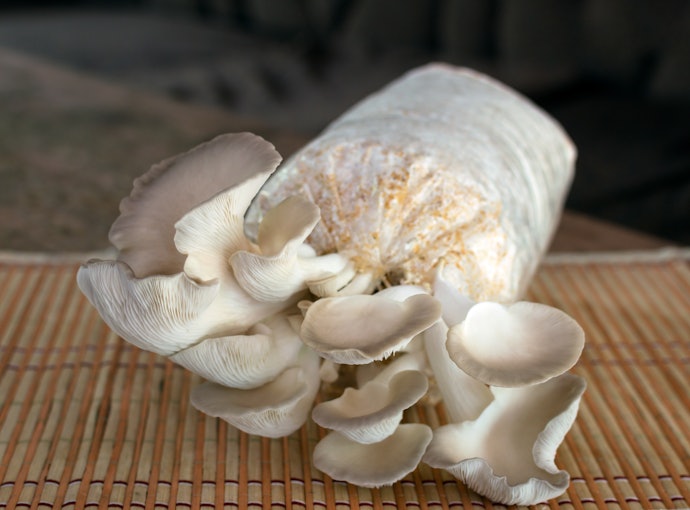 How Do Mushroom Kits Work?