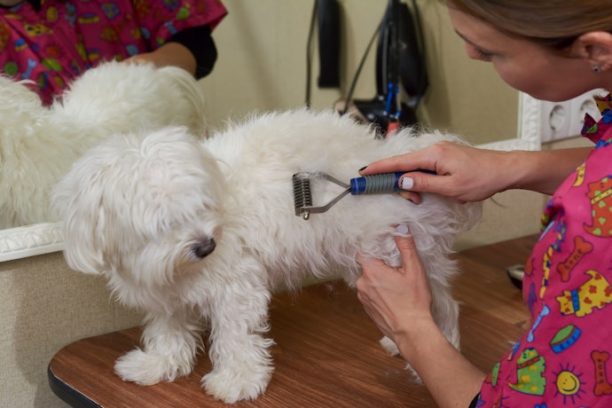 Rake Brushes are Recommended for Dogs with a Double Coat 