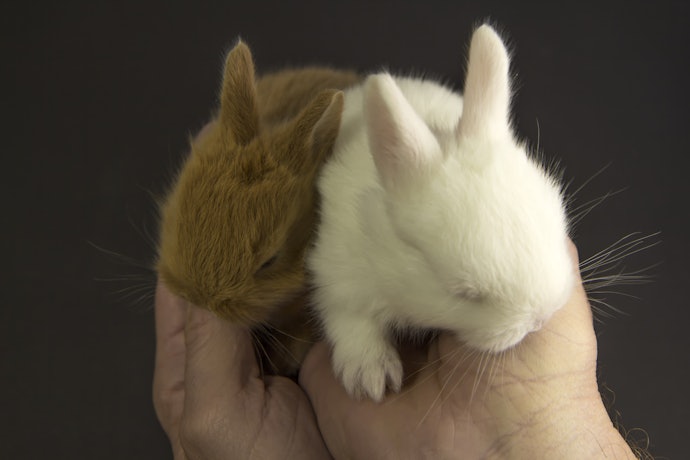 Get Age-Appropriate Rabbit Pellets 