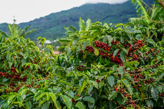 Take Note of the Origin of the Coffee Beans