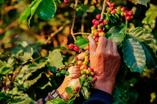 Know Where the Coffee Beans Come From 