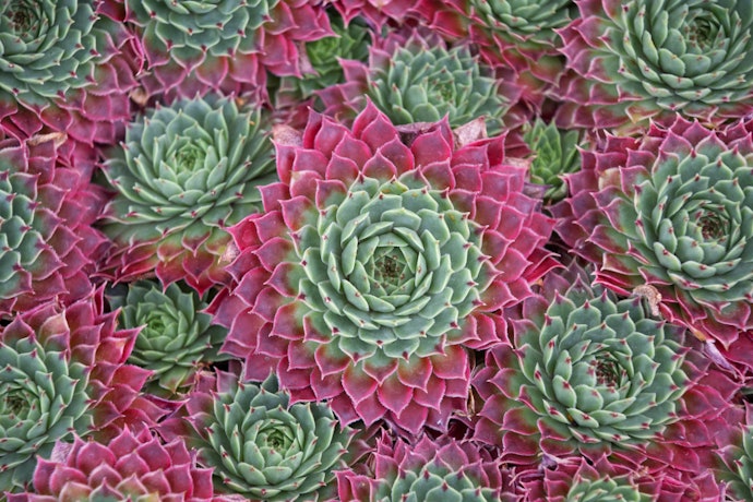Buy Your Succulents in the Right Season and Condition