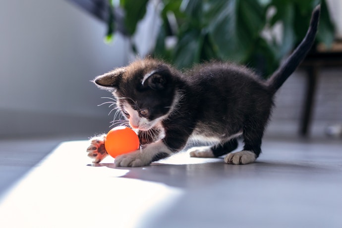 Kittens Will Play With Anything, but Supervise Them
