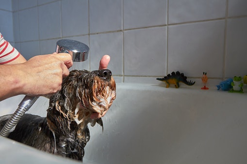 Tips for Shampooing a Dog at Home 