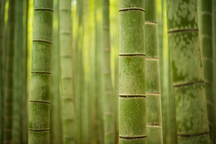 Bamboo is Sustainable and Comfortable