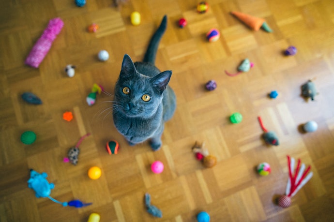 How to Introduce New Toys to Your Cat
