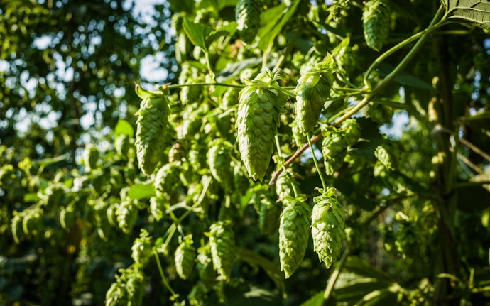 Hops Give Your Brew Both Flavor and Smell