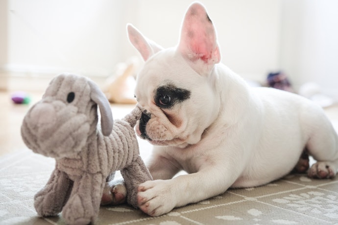 Animal Shaped Companion for Your Furry Friend