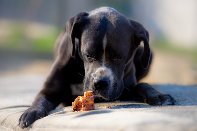 Jerky Treats to Increase Protein Intake
