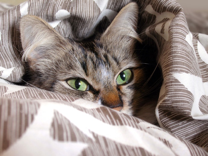Cats Love Warm Beds, but They Can Also Overheat