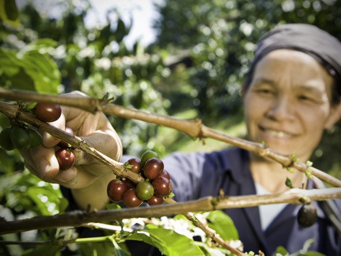 Consider Fair-Trade Coffee to Improve Farmers' Lives 