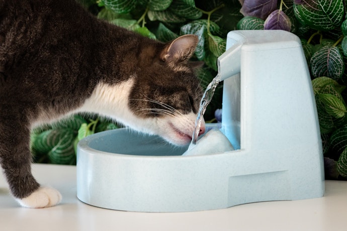 Why Should I Get a Fountain for My Cat?