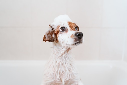 General Purpose Shampoo for the Healthy, Carefree Dog