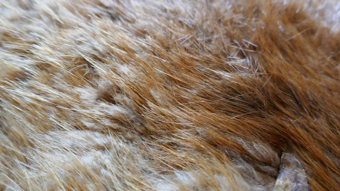 Fur Felt Is High-Quality and Long-Lasting