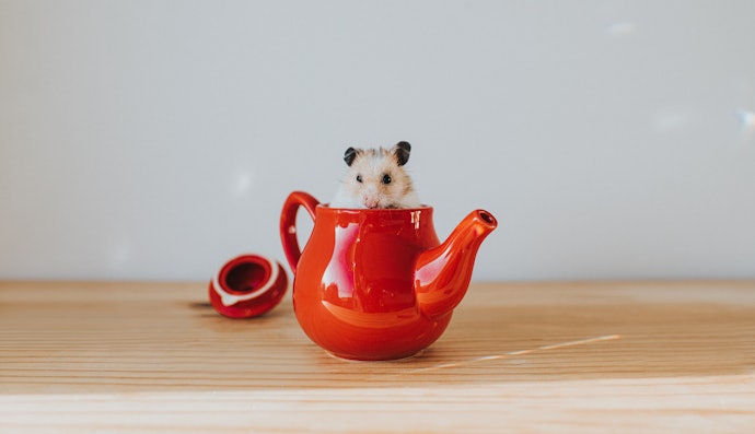 Ceramic Hamster Hideouts